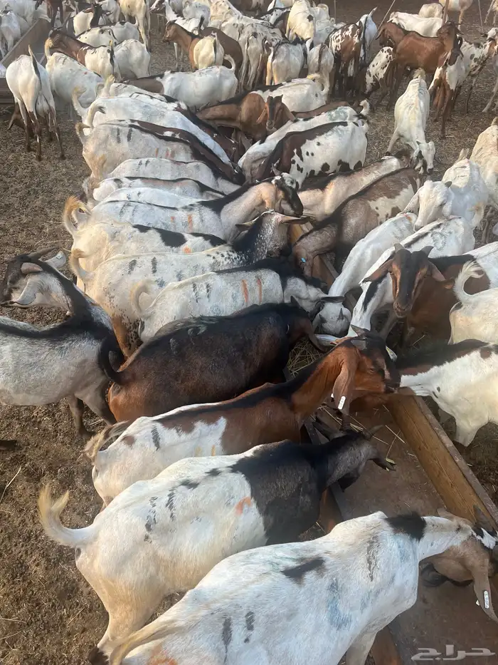 تيوس حبشيه 0