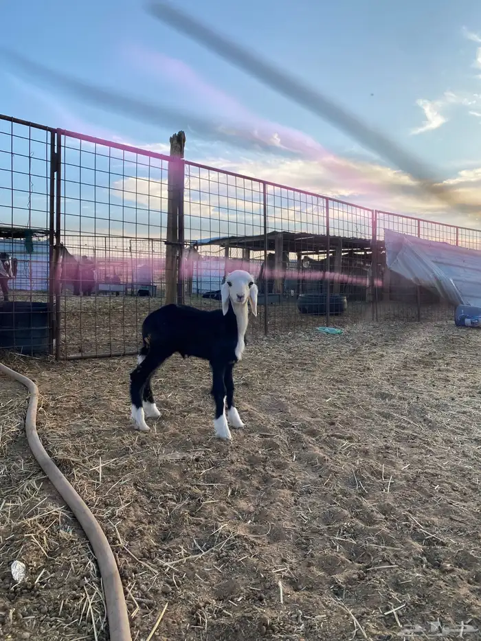 خروف نجدي داغور 0