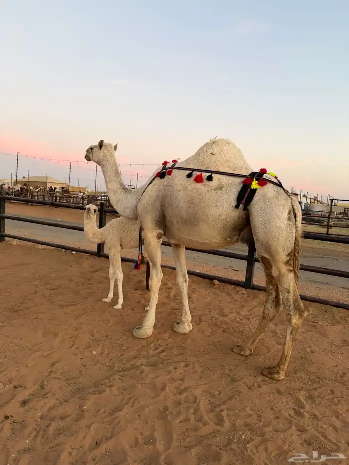 ناقه خلفه مصغر وضحى منيحة 1