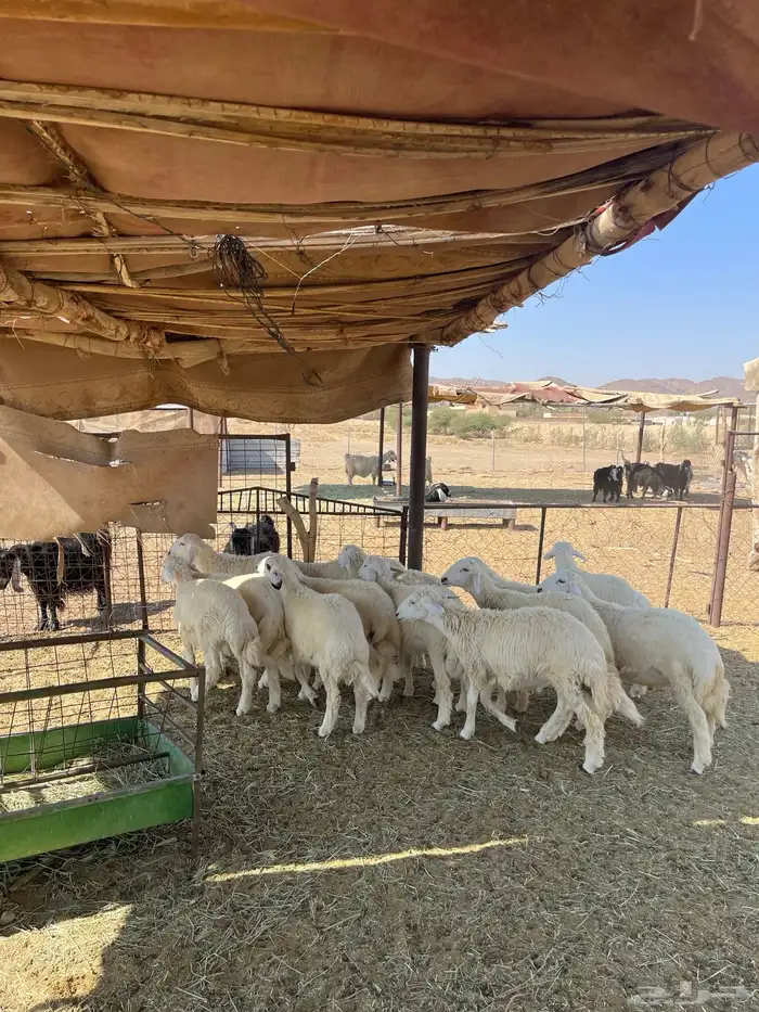 طليان وسط طيبه 0