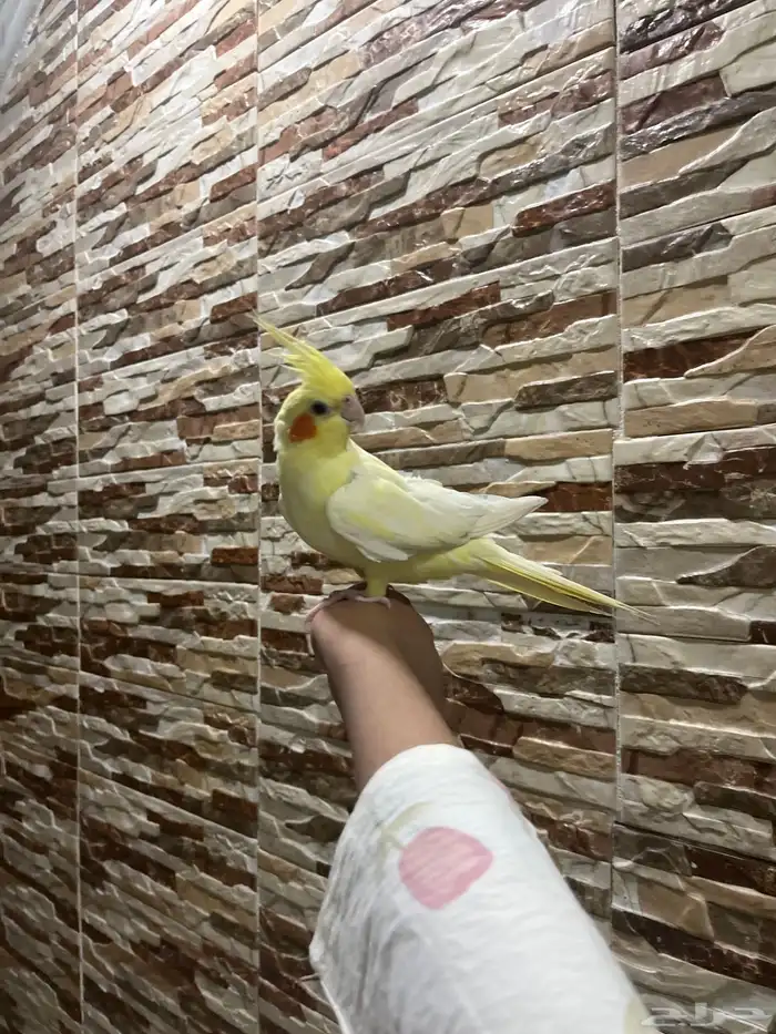 طير كروان للبيع مستعجل 3