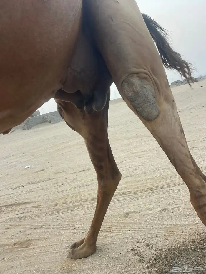 ناقة ساحلية خلفة مصغر منوة القاني تبارك الرحمن.. 6