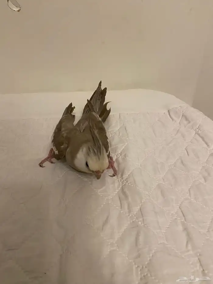 للبيع ذكر كروان 5