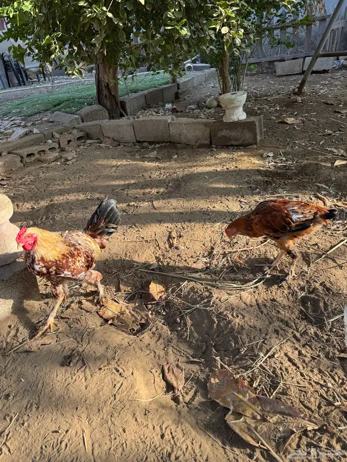 ديوك للبيع 3