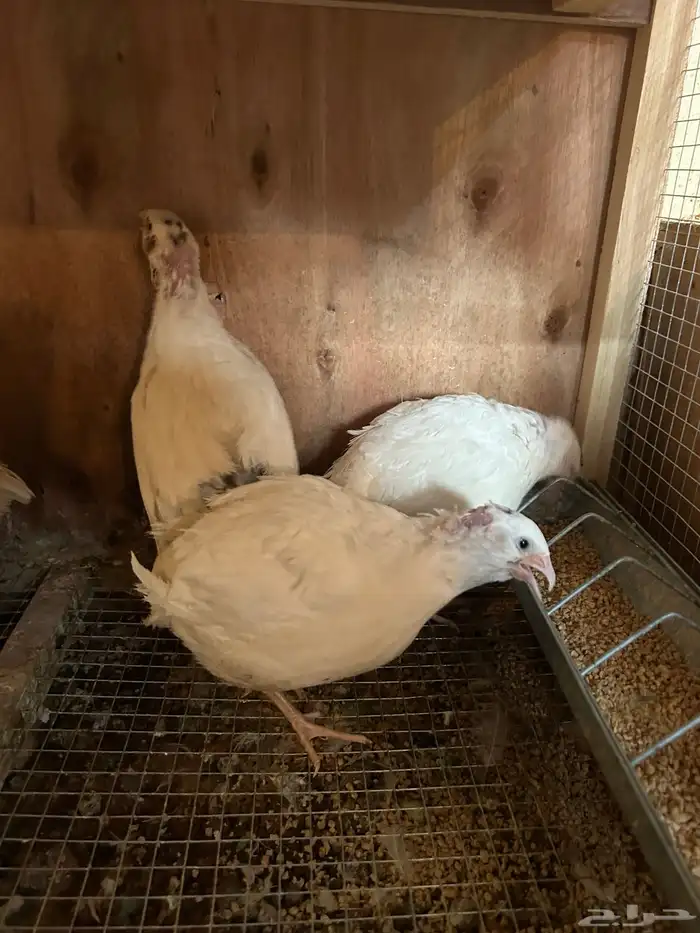 صوص سمان تكساس تم البيع تم البيع 7