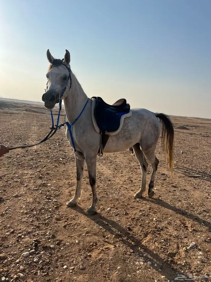 فراس واهو 2020 موليدها 2