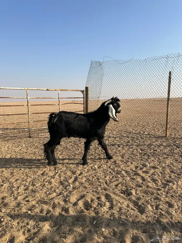 تيوس عوارض 6