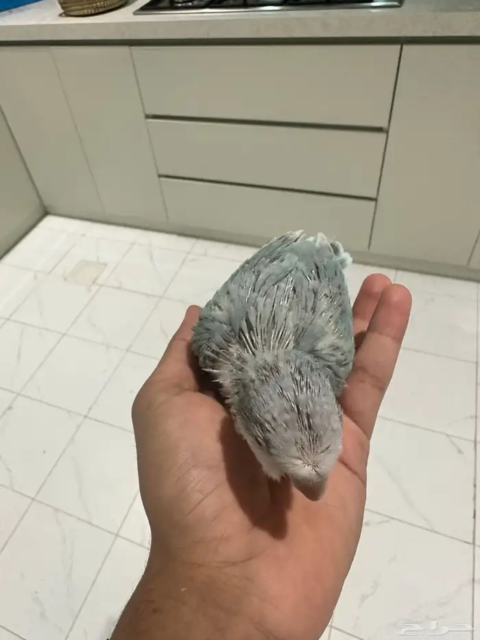 فروخ كويكر (تم البيع) 2