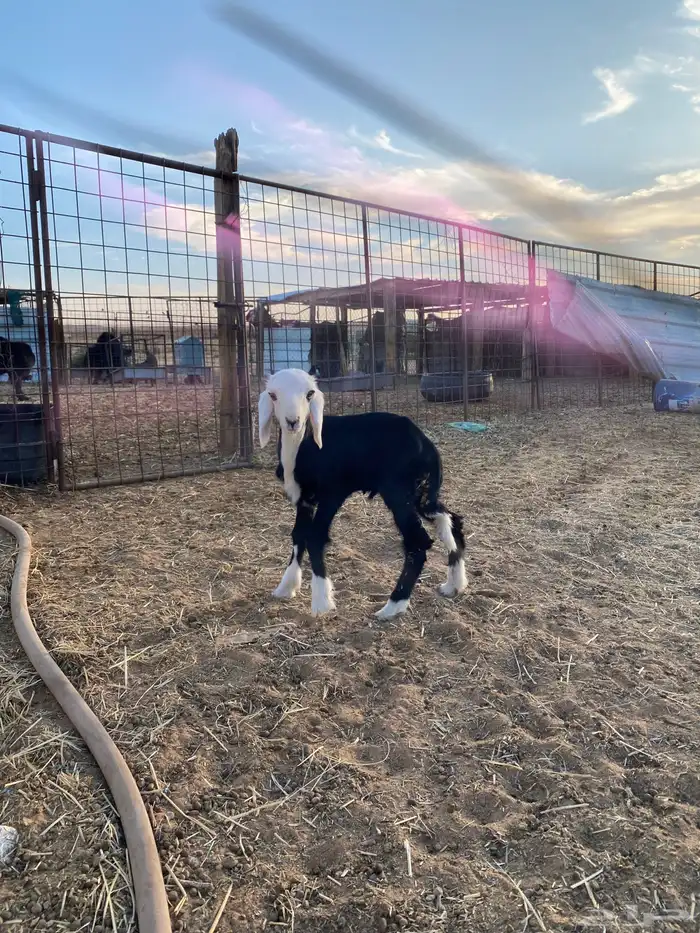 خروف نجدي داغور 2