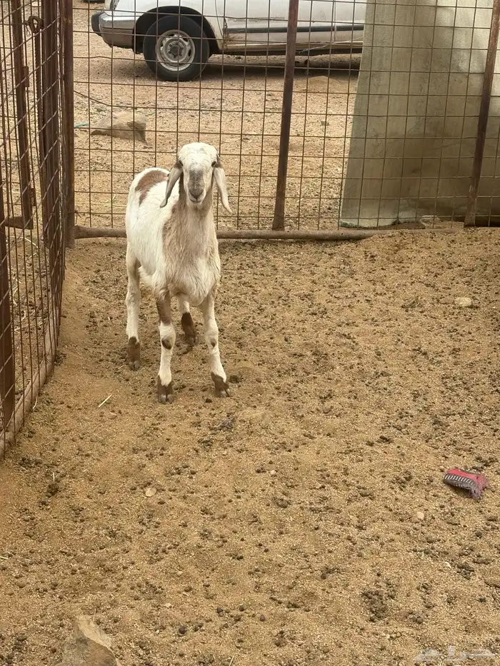 رخل سواكنيه تم البيع 2