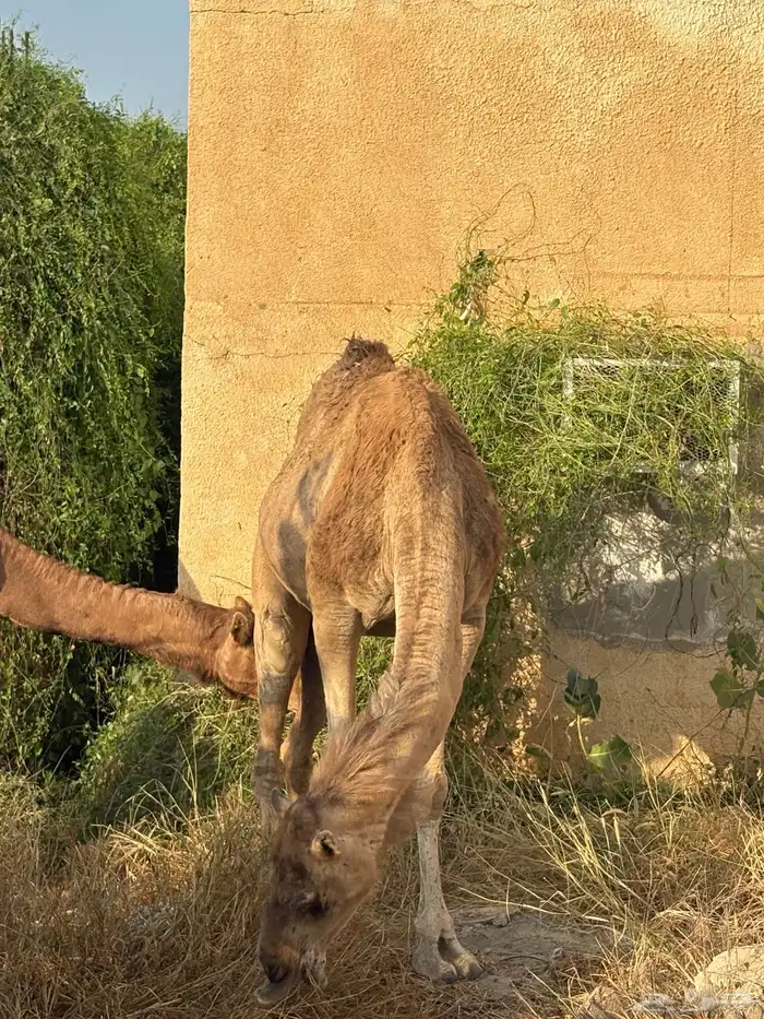 ناقة للبيع 1