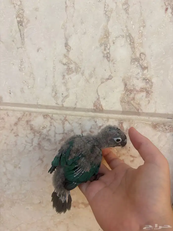 فروخ كنيور بلو شيك( عرض ) 1