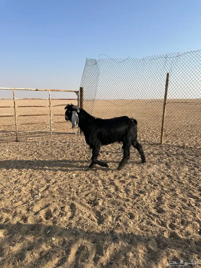 تيوس عوارض 4