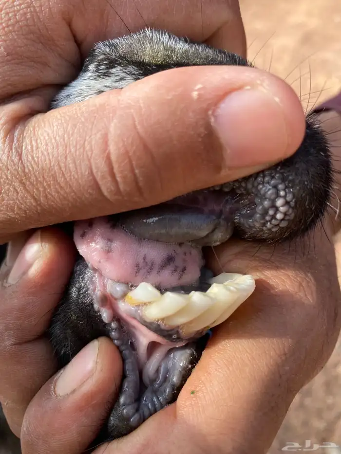 عنز بدويه والد منوة القناي 6