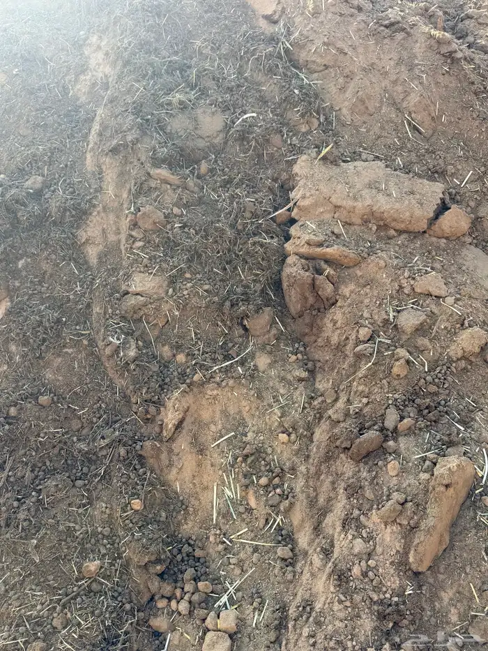 سماد غنم مجانا 0