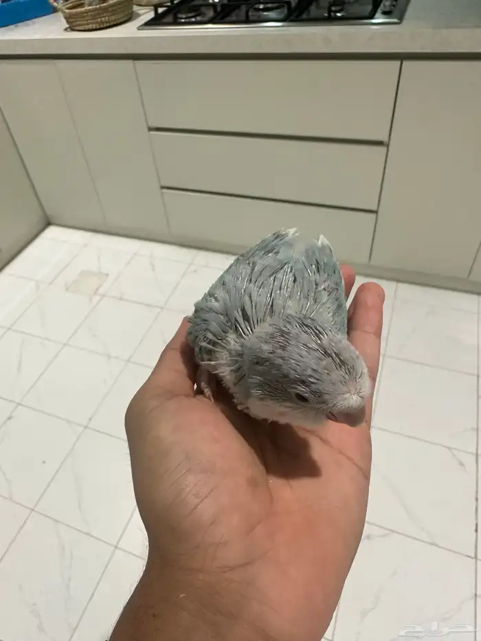 فروخ كويكر (تم البيع) 3