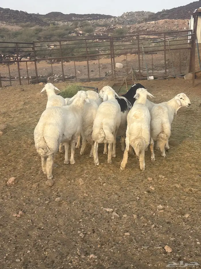 طليان جبره عدد 9 شمال الطائف 160 ك ضواحي المحاني 2