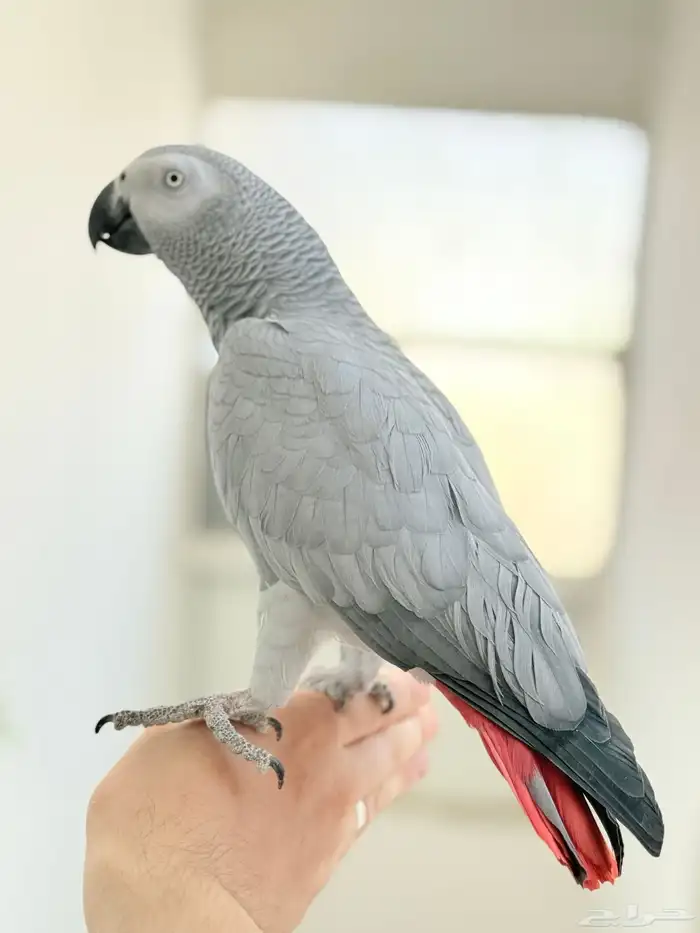 ببغاء كاسكو اليف ولعوب ومتكلم 1