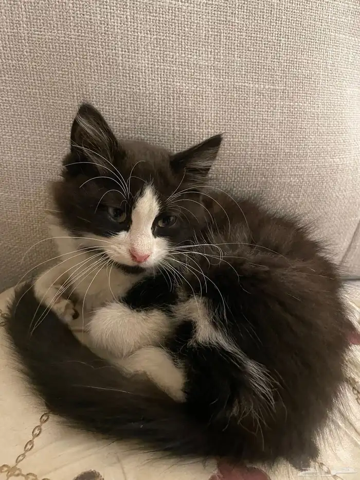 قط اليف جدا 0