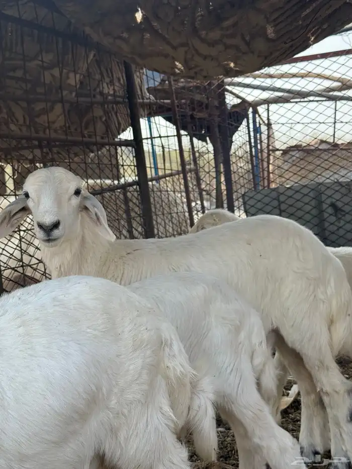 طلي حري ثني تومي 3 3