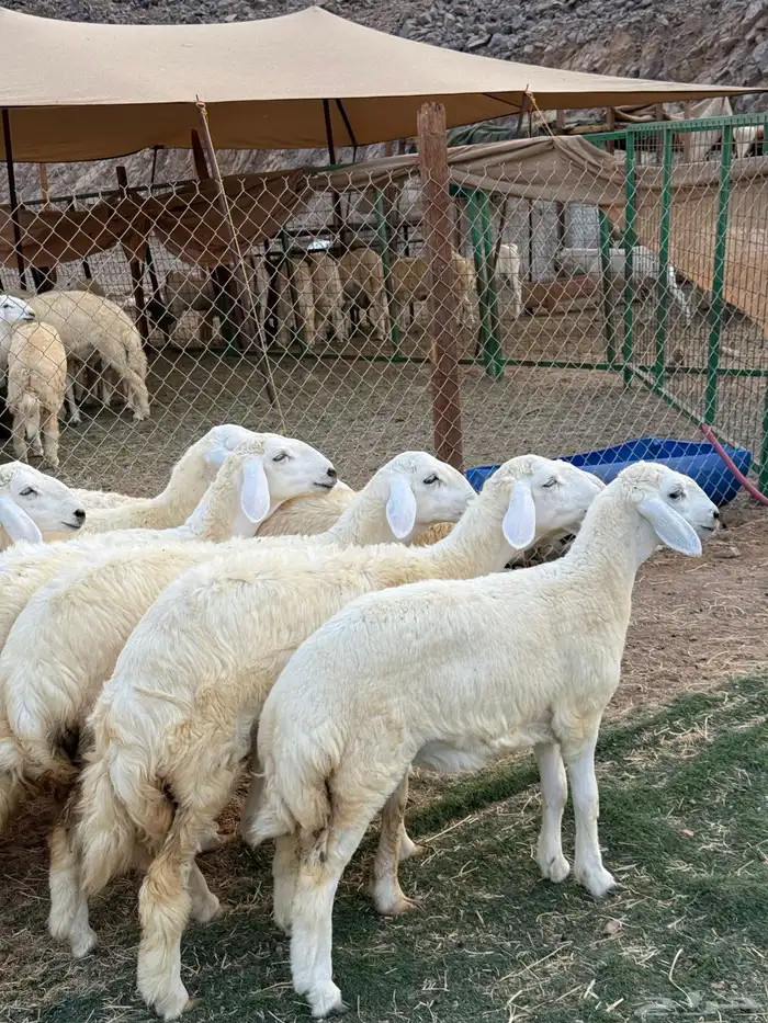 رخال فواخر صنف 2