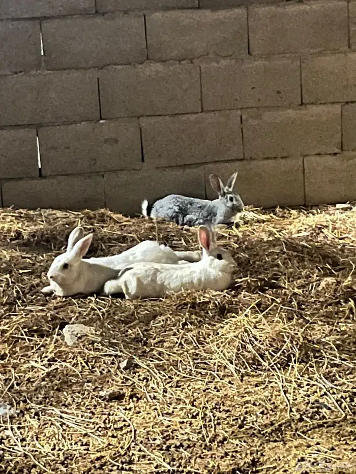 ارانب للبيع 1