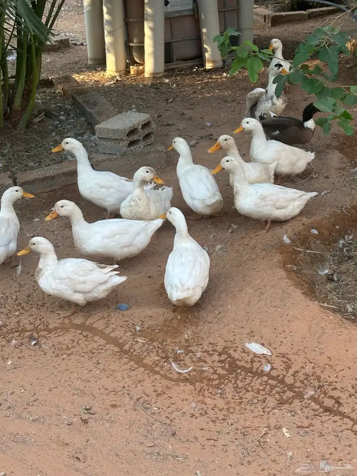 بط بكيني عدد عشرين حبة بمدينة تمير 0