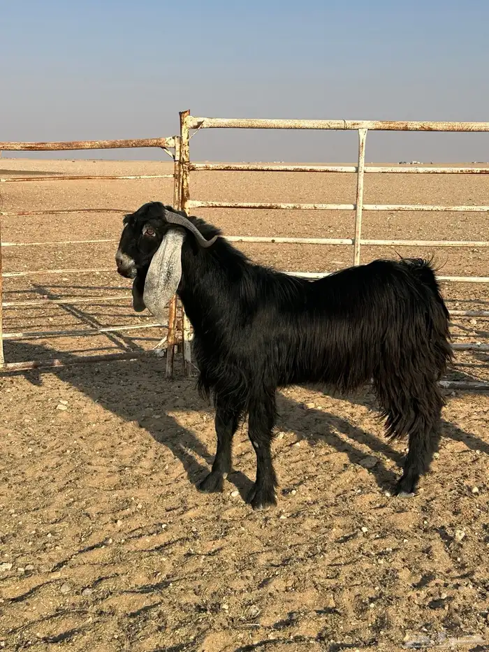 تيوس عوارض 0