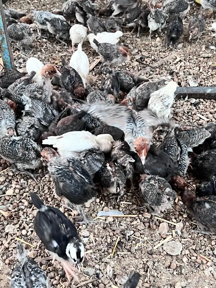 صوص مشكل طيب 5