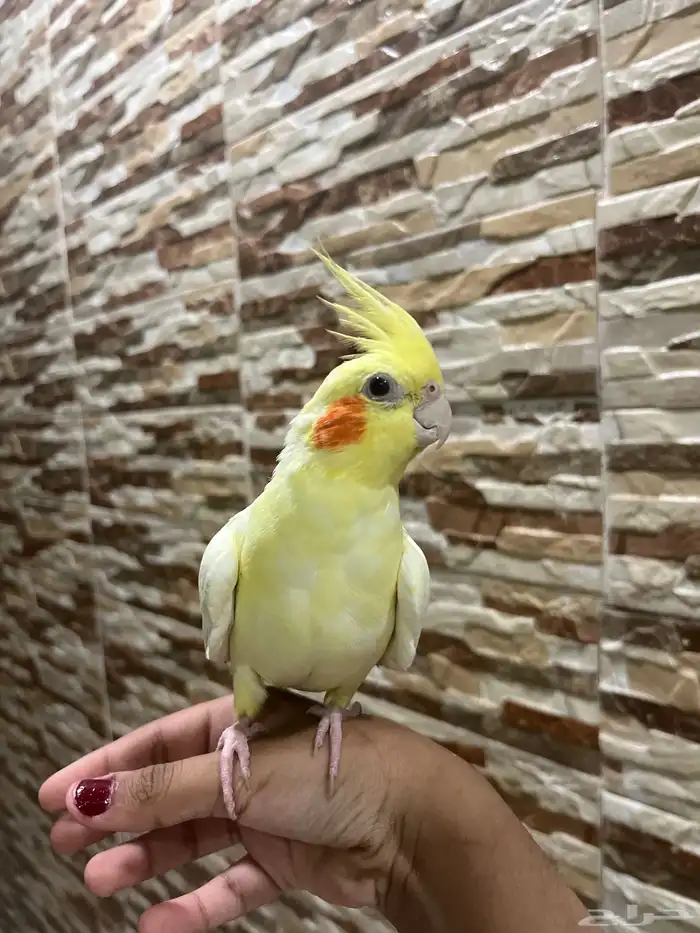 طير كروان للبيع مستعجل 0