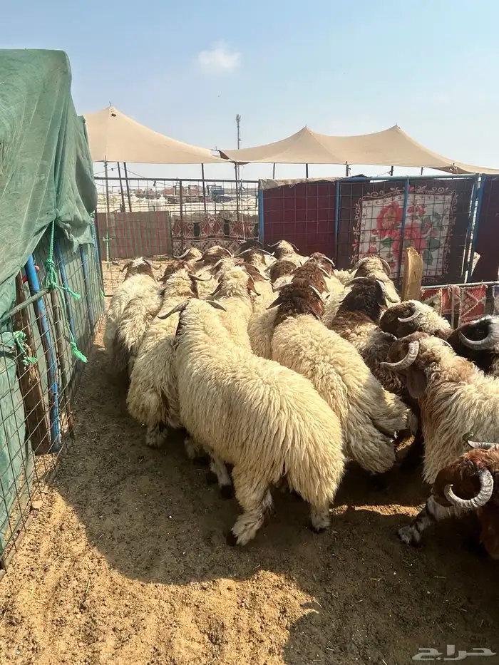 نعيم جبر ناهي فاخر وهرافي وحريات جبر ناهي وهرافي 3