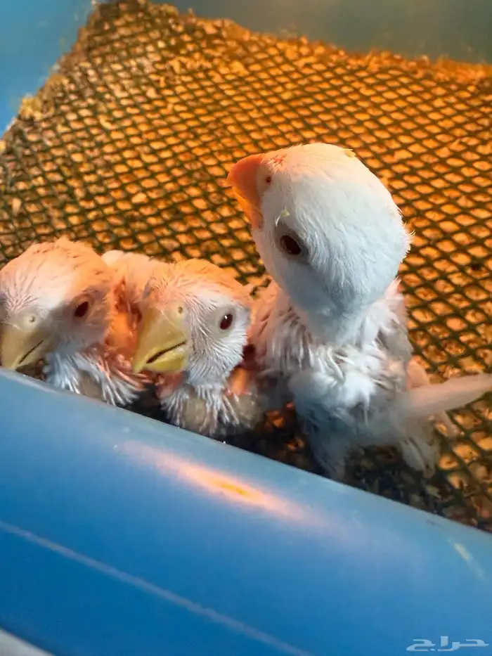 فروخ روز غار 0