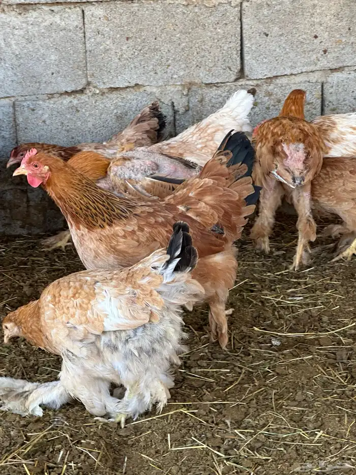 دجاج براهما وكوشن 2