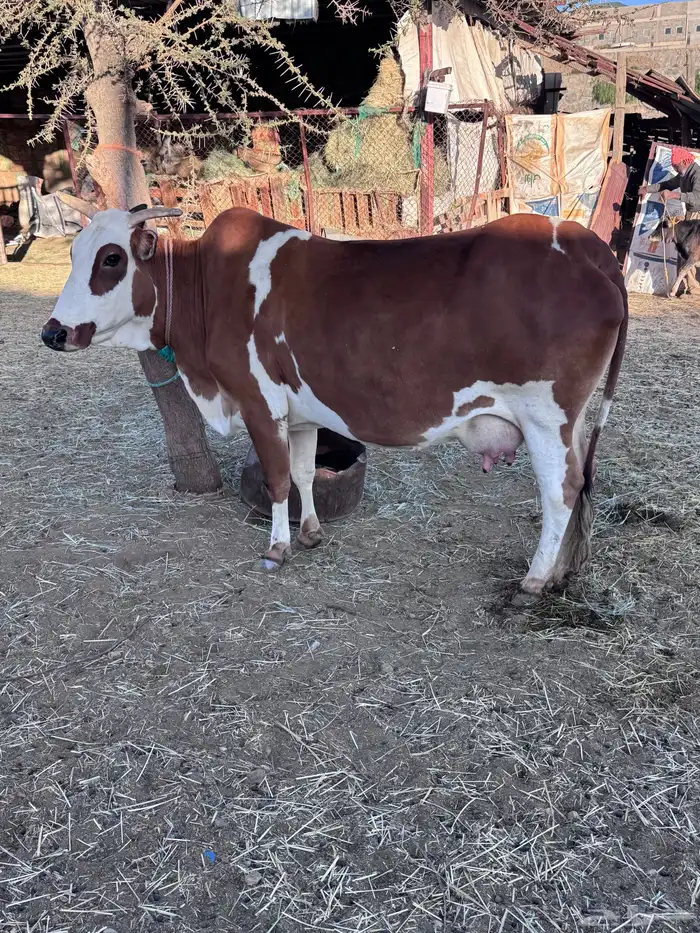 بقر للبيع 2