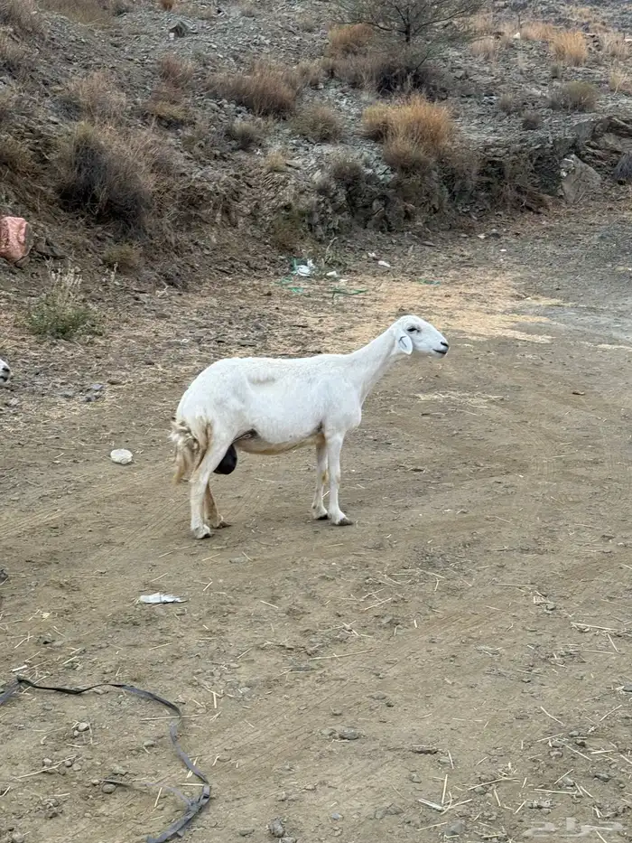 مقاني خلفات عيالها عددها وفحلها رباع 9