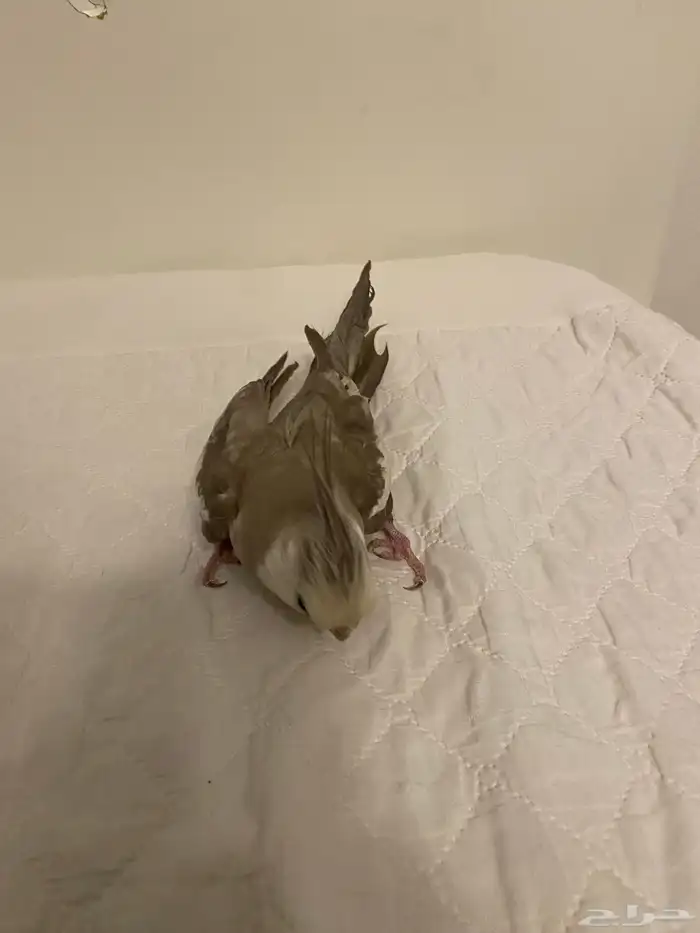 للبيع ذكر كروان 4