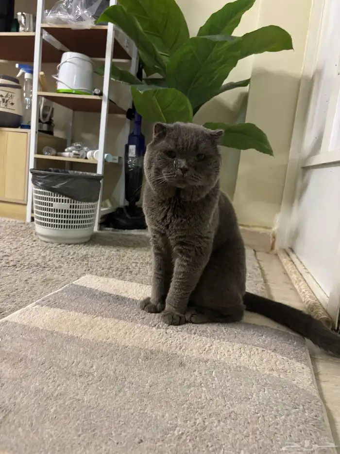 قط  سكوتش للتزاوج 0