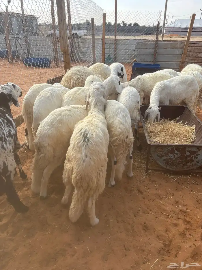 سواكن مرابي 3