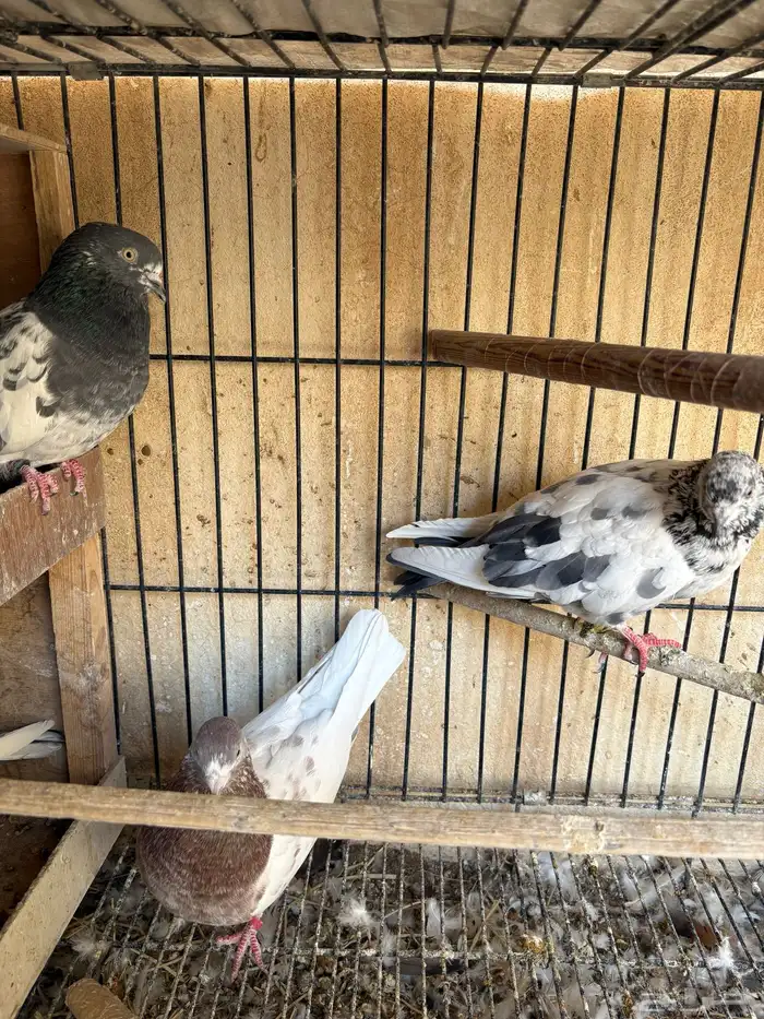 حمام باكستاني تيدي قولدن لاكا كواسير . 5 اجواز 5