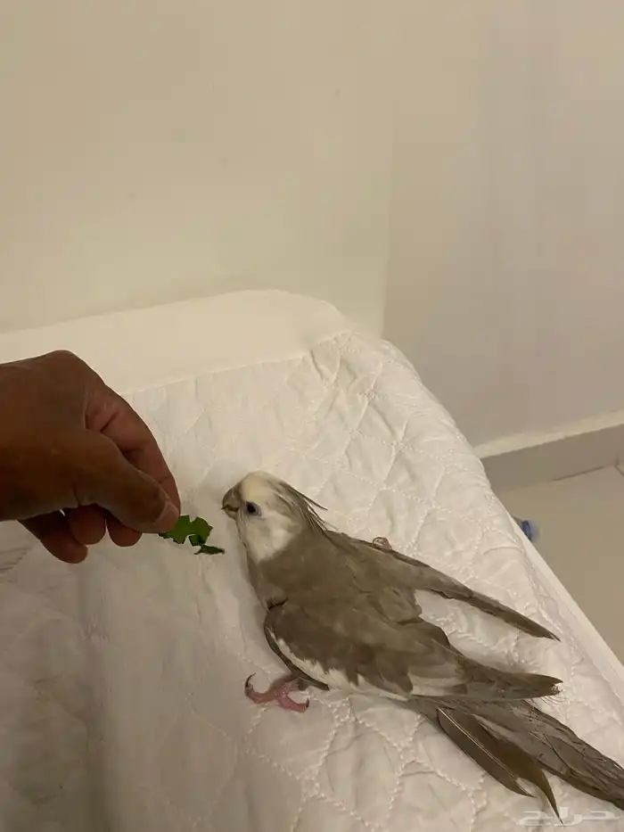 للبيع ذكر كروان 1