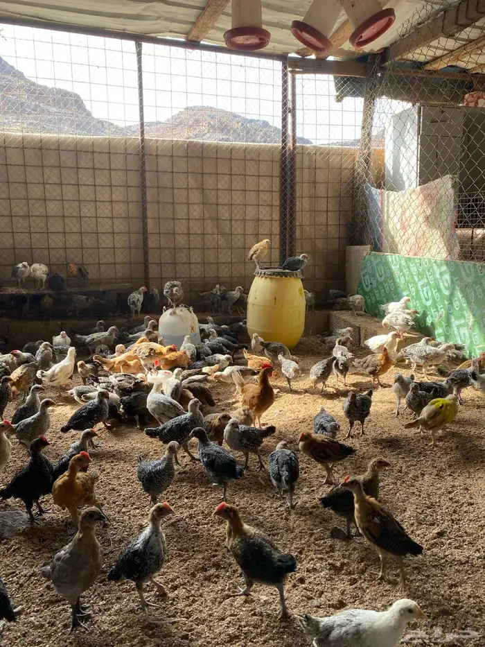 صوص بلدي نظيفة العدد 300 3