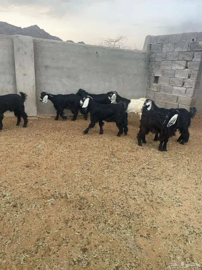 تيوس العد 7 مخاصي طيبه ونظيفه الحد 1270 جمله وتفريد 1300 2