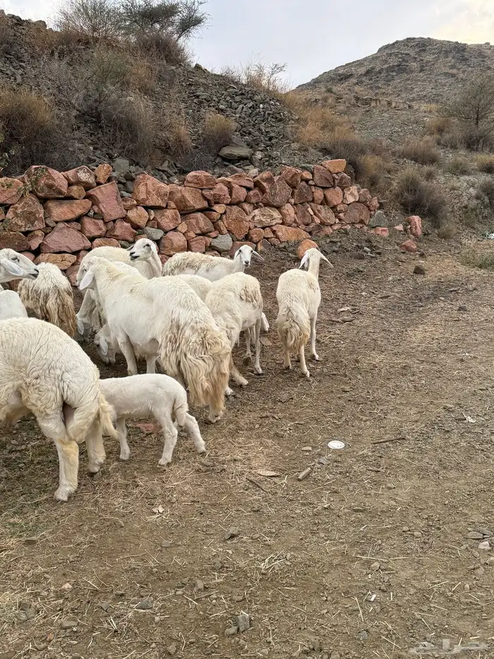 مقاني خلفات عيالها عددها وفحلها رباع 21