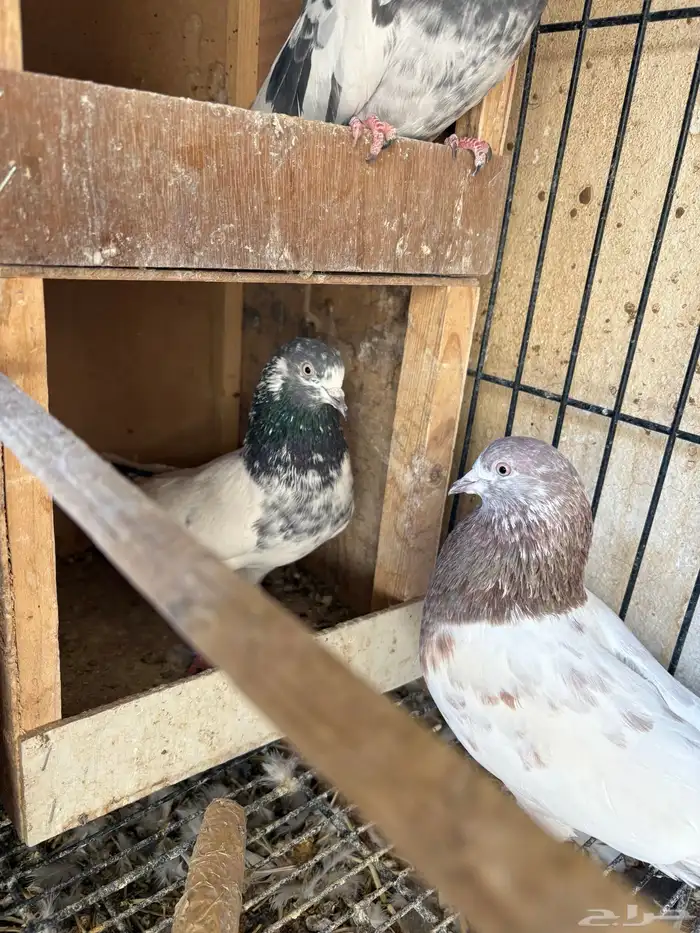 حمام باكستاني تيدي قولدن لاكا كواسير . 5 اجواز 4