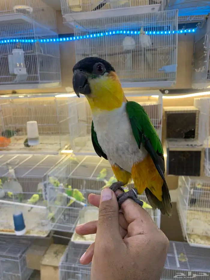 للبيع ببغاء كايك اليف 2