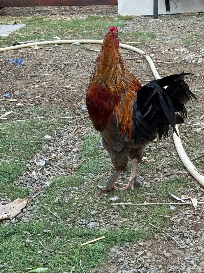 ديوك للبيع 9