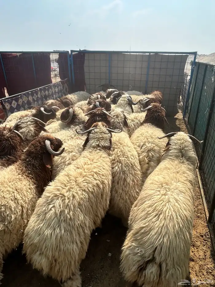 نعيم جبر ناهي فاخر وهرافي وحريات جبر ناهي وهرافي 4