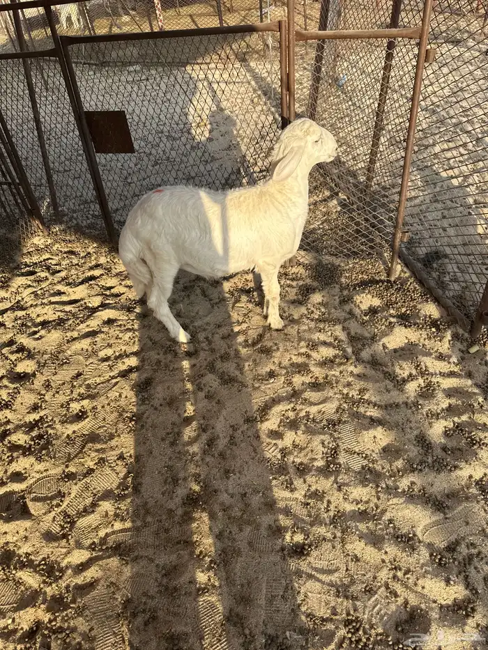 للبيع تيس وطلي كفو شحم ظهر وطرف 3