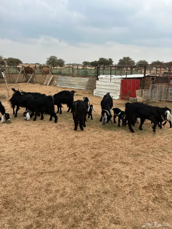 معزا خلفات 2