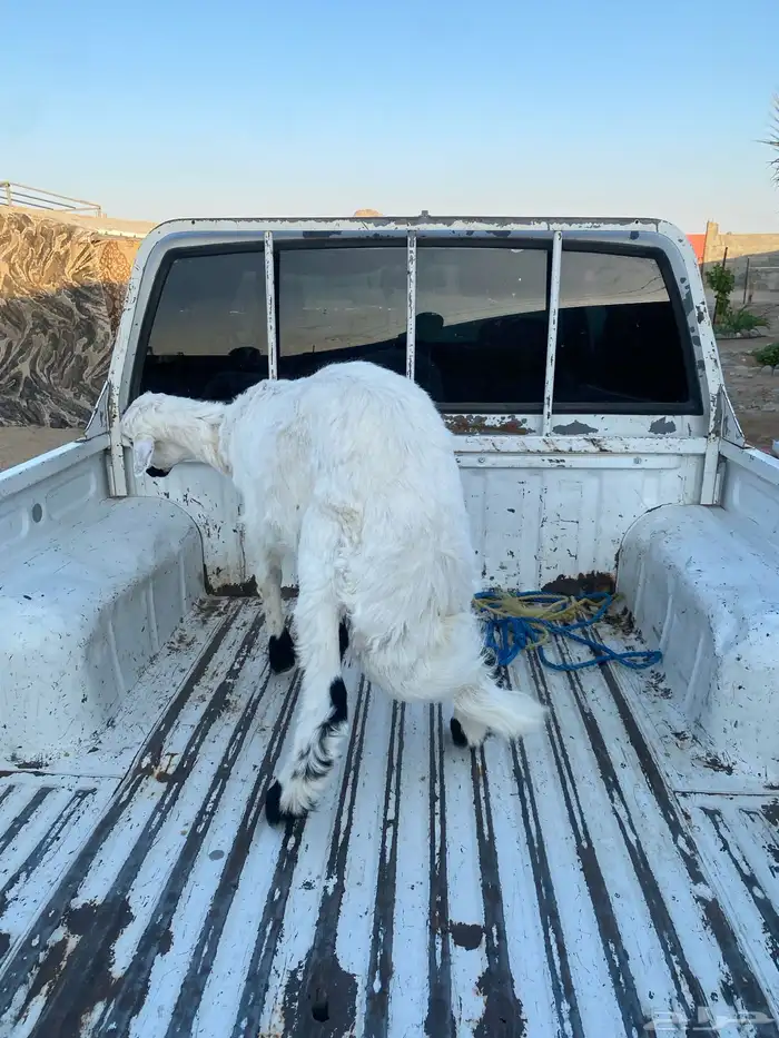 طلي شرط فل شحم 2